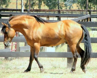 mustang horse names generator