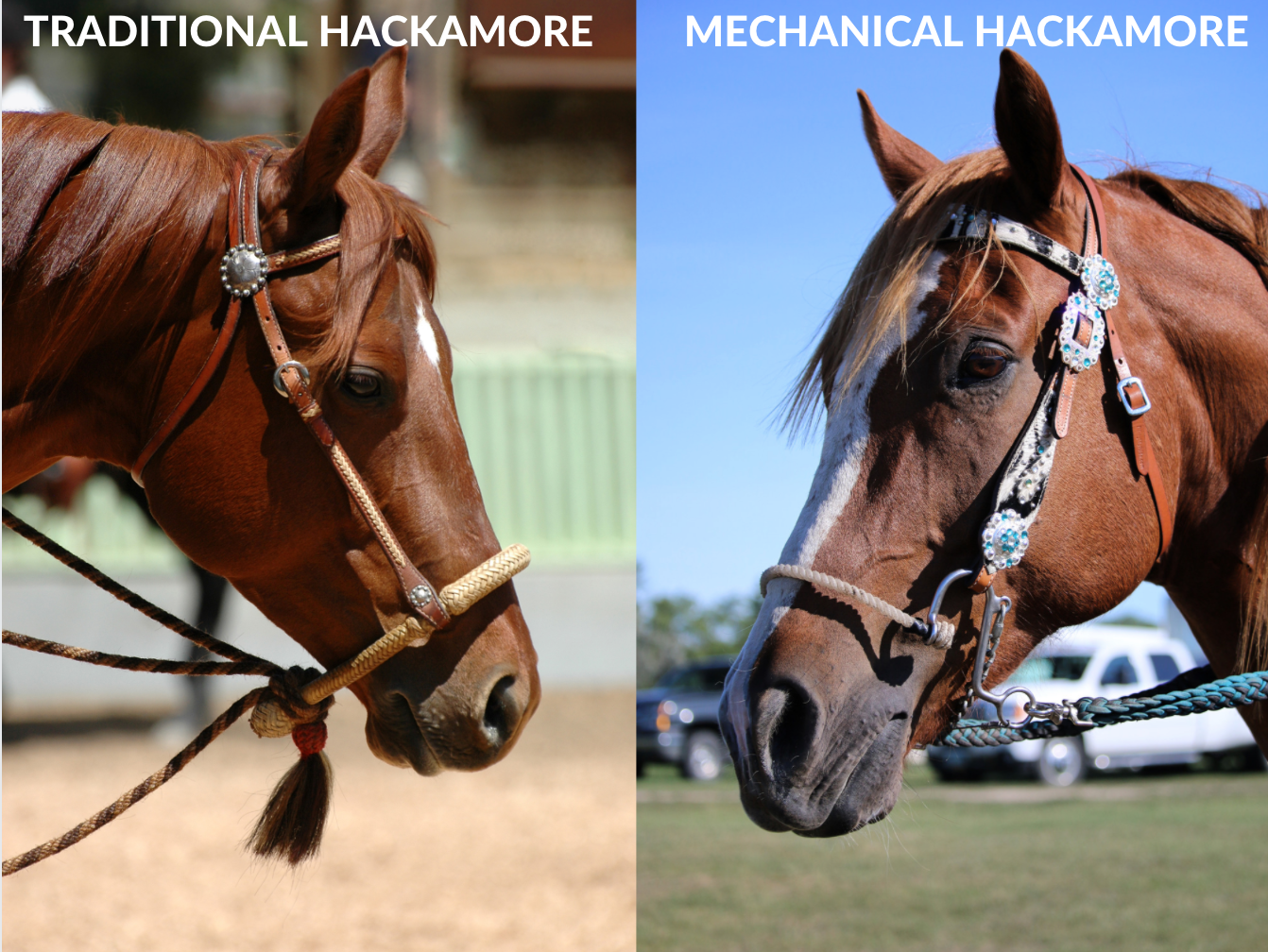 How to Use a Hackamore - Horse Illustrated How to Use a Hackamore - Horse Illustrated