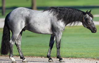 90 Blue Roan Horse Names