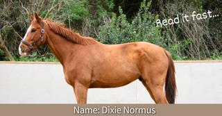 100+ Ridiculous Horse Names
