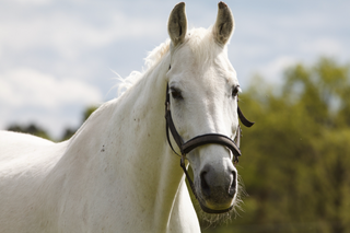 170 White Horse Names