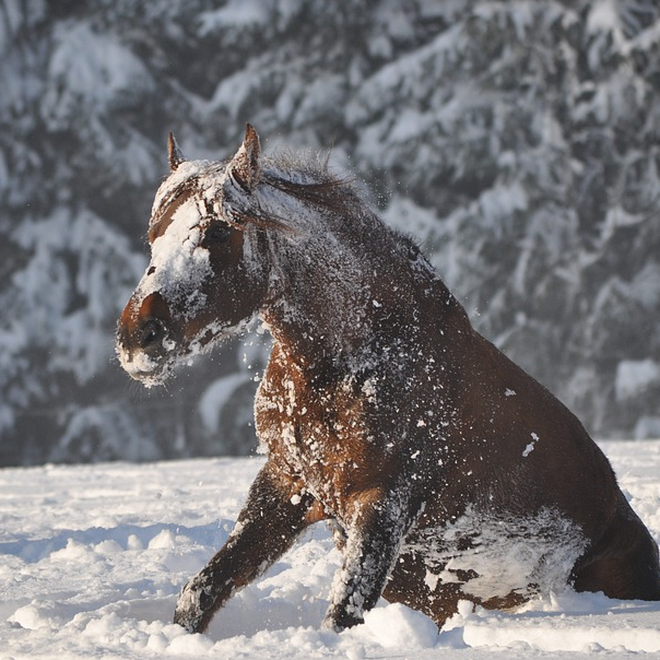 Horse Rugging Temperatures – Stable Talk