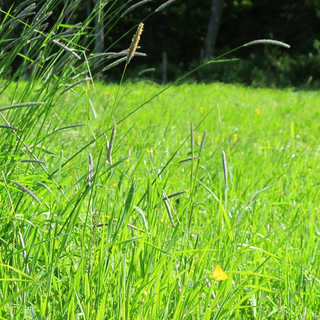 horse-paddock-fertiliser