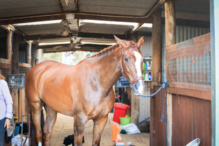 Horse Air
