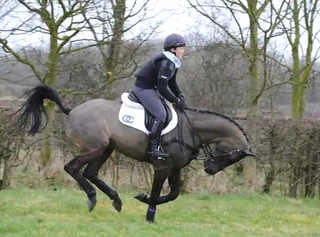 how to make a horse stop