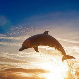 Horse Riding with Dolphins - ProHorse