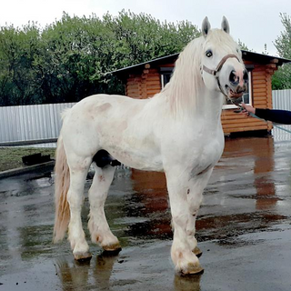 percheron-horse
