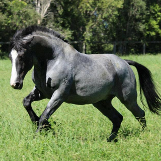 5 Facts You Didn't Know About The Waler Horse - ProHorse