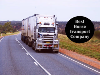 what-is-equine-shipping-fever