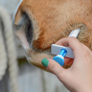 How-Much-Banamine-To-give-A-Horse-Orally