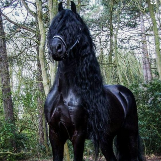 friesian-horse