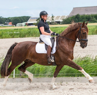 Gelderlander Horse