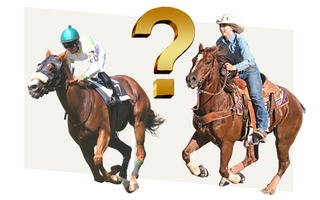 what-is-the-fastest-horse-in-the-world