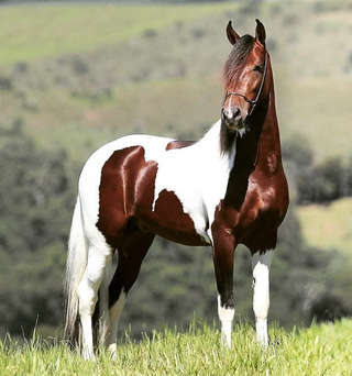 The Mangalarga Marchador Horse
