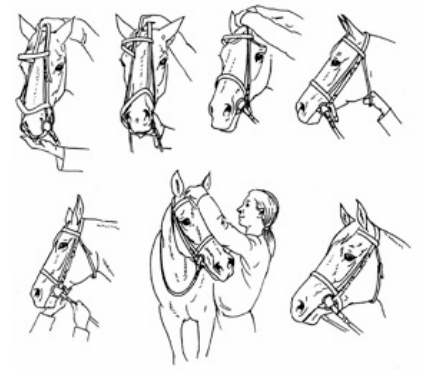 How to Tack up a Horse – Stable Talk