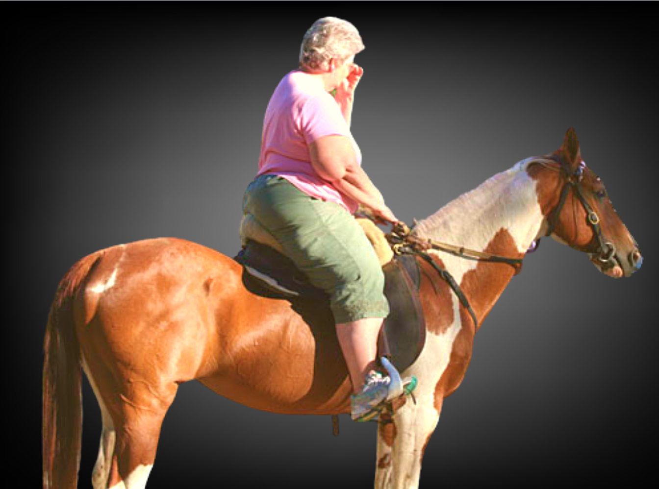 15 Best Horse Breed for Heavy Riders (Over 300lbs) – Stable Talk
