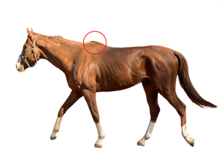 best-saddle-for-high-withered-horses