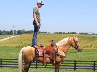kentucky mountain saddle horse