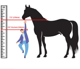 the biggest horse in the world