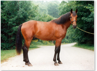 cleveland bay horse