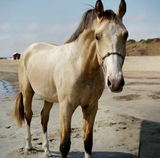swedish-warmblood