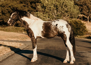friesian sport horse