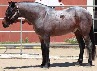 Breed of Horse from Northern Africa