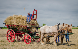 The Brabant Horse