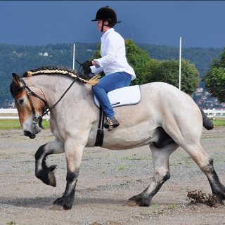 largest-horse-breeds