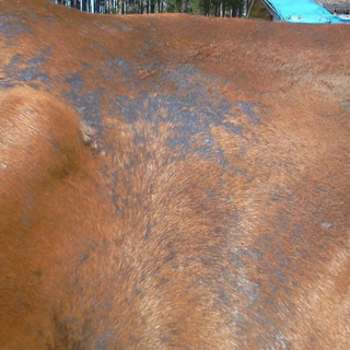 rain-scald-in-horses