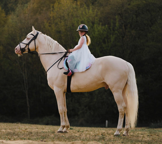 9 Facts About the Cremello Quarter Horse