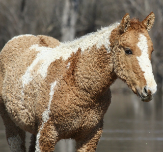 Curly Hair Horse Breed