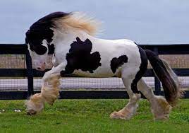 8 Most Popular Cold Blooded Horse Breeds (Facts & Photos) – Stable Talk