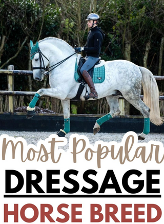 Most Popular Dressage Horse Breed