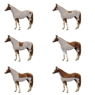 Guide - How to clip your horse - ProHorse