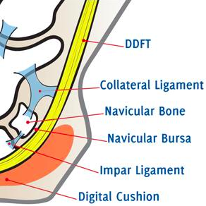 Navicular Bone Disease In Horses – Stable Talk