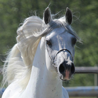 arabian-horse-weight