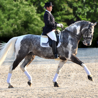 ea-dressage-tests