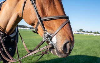 Why do horses foam at the mouth?