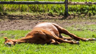 Why is Your Horse is Lying Down?