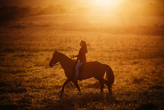 20 Best Horse Documentaries