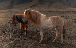 10 Icelandic Horse Facts