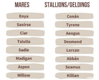 300+ Male Horse Names