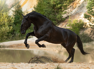 Kladruber Horses