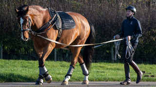 Long Lining Horse - Ultimate Guide