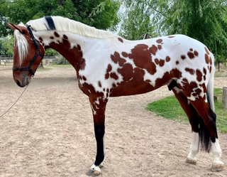 Pintaloosa Horse Info (with Photos) A Fusion of Pinto and Appaloosa Beauty!