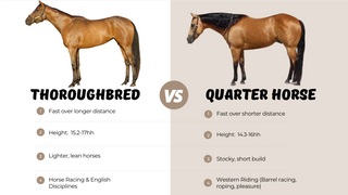 Quarter horse vs Thoroughbred
