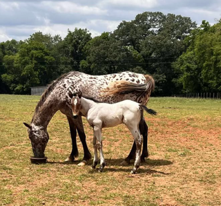 Walkaloosa - The Mysterious Spotted Horse Breed