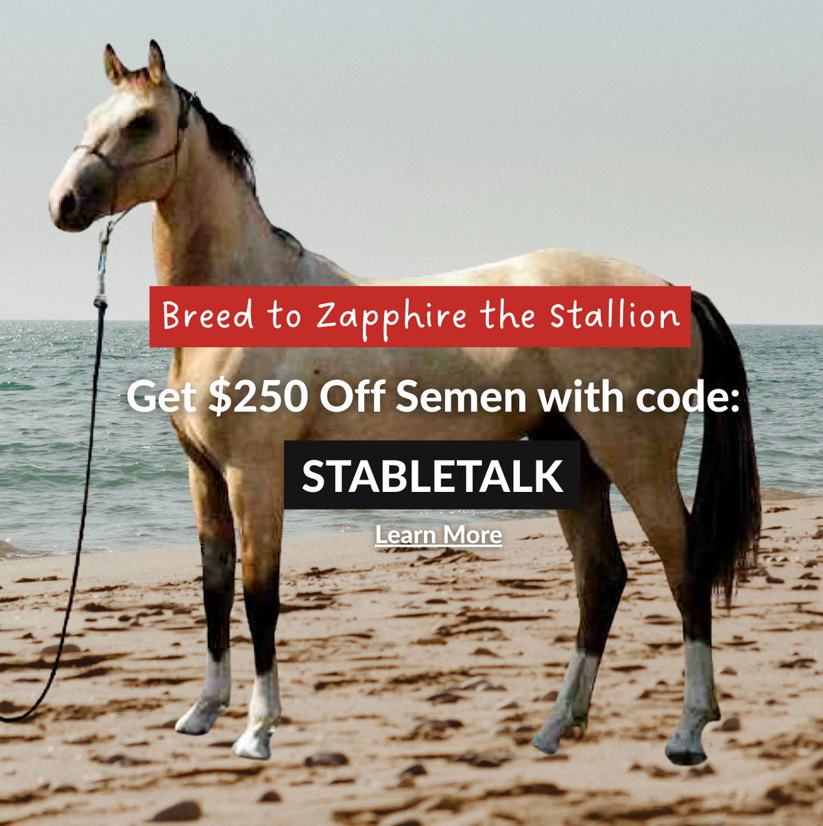 Horse Terms (For Beginners) – Stable Talk